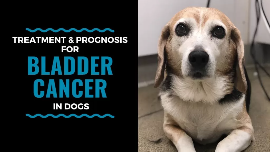 Bladder Cancer in dogs