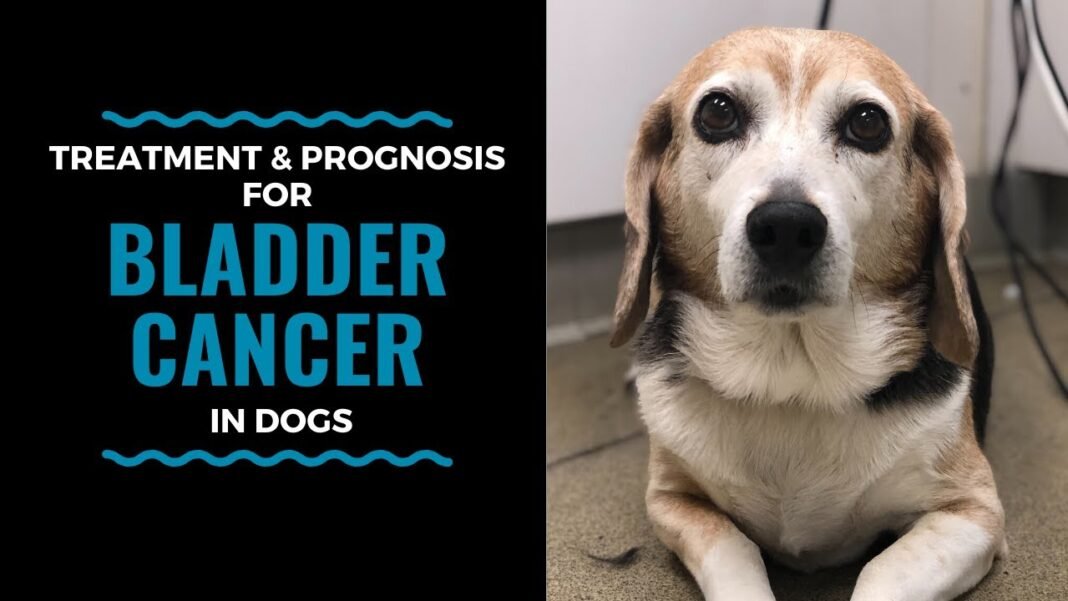 bladder-cancer-in-dogs-causes-symptoms-diagnosis-and-treatment