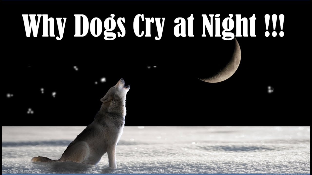 dog crying at night