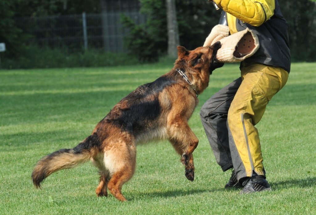 How to Train Your German Shepherd to be a Guard Dog