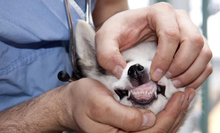 Teething Symptoms in Dogs