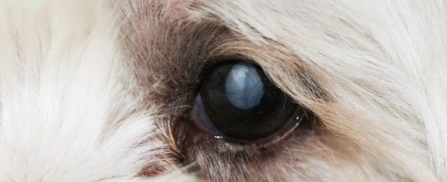 Cataracts In Dogs