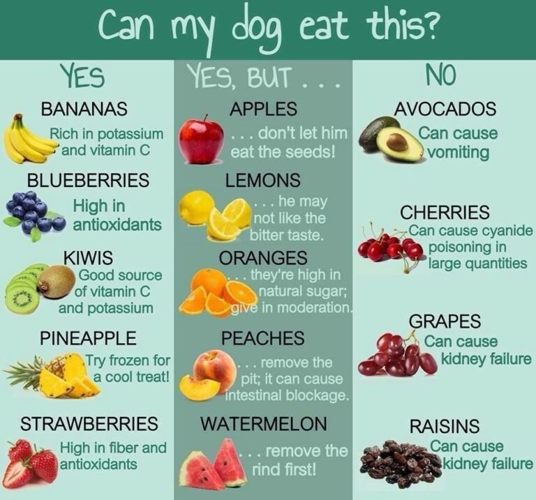 What Vegetables Can Dogs Eat Safely Germanshepherddog info