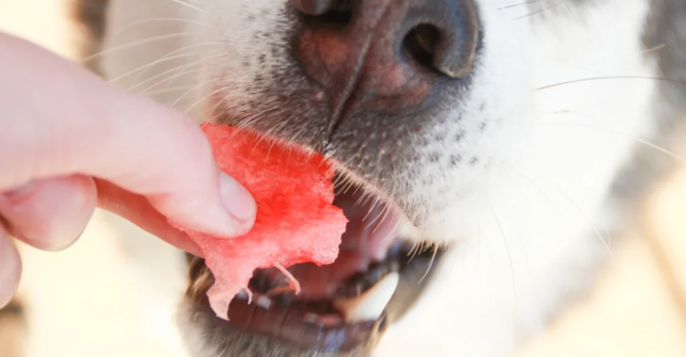 Watermelon for Dogs: Can Dogs Eat Watermelon?