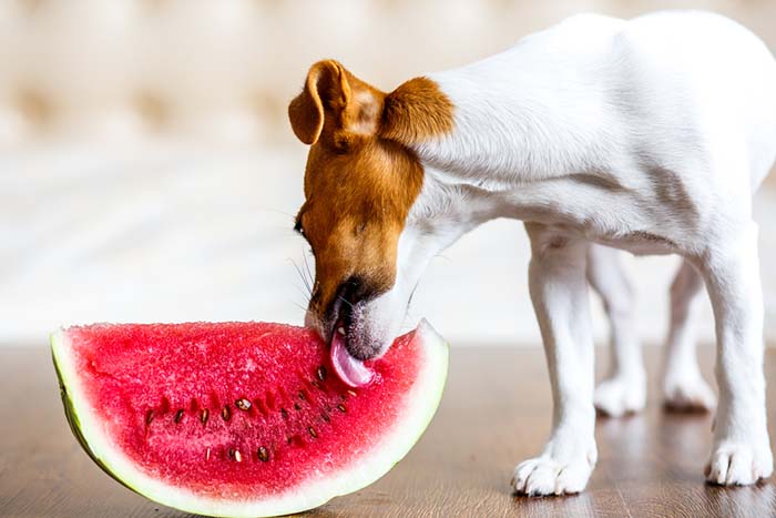 Watermelon for Dogs