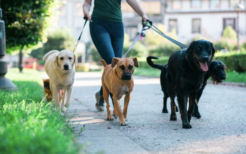 dog waking business