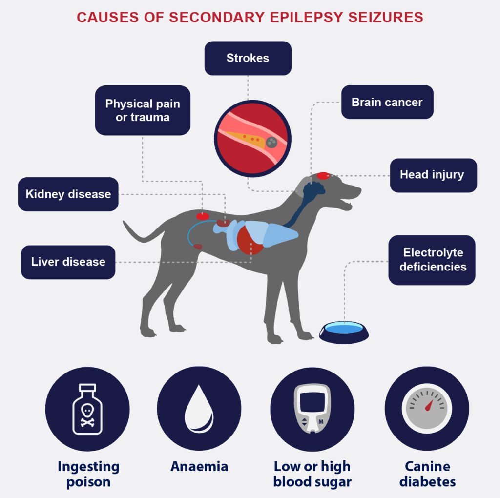 SA0048 Petlifesa Health Conditions And Disease Epilepsy And Seizures In Dogs Infographic 01 FA 1024x1020 