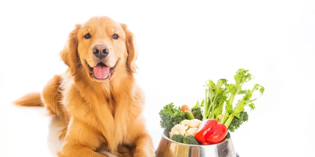 Vegetables Can Dogs Eat