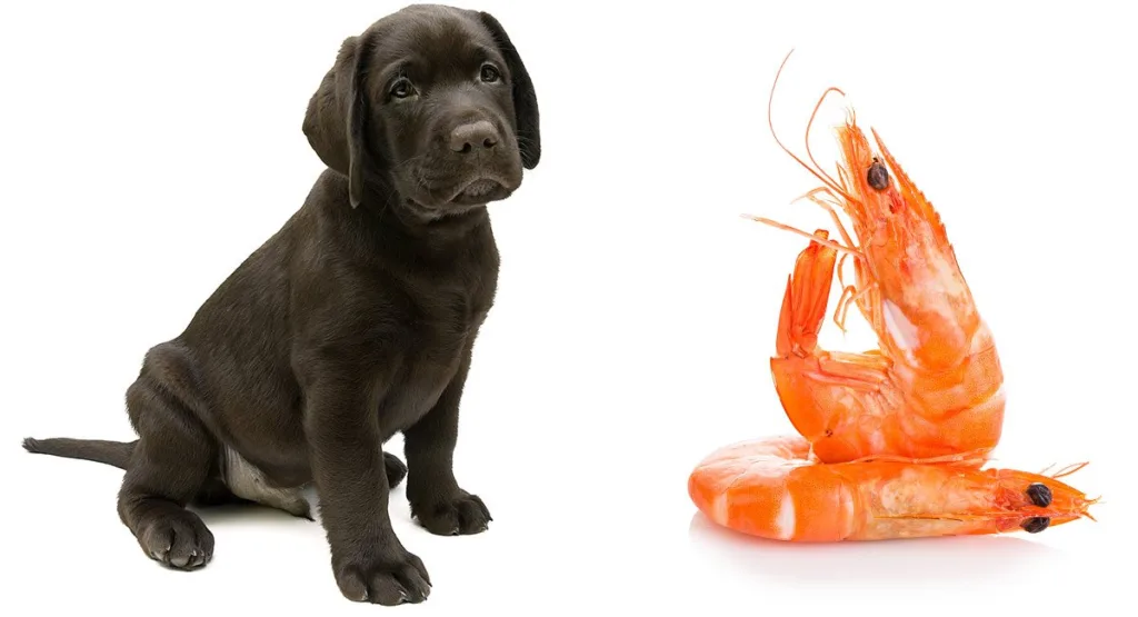 Can dog Eat Shrimp