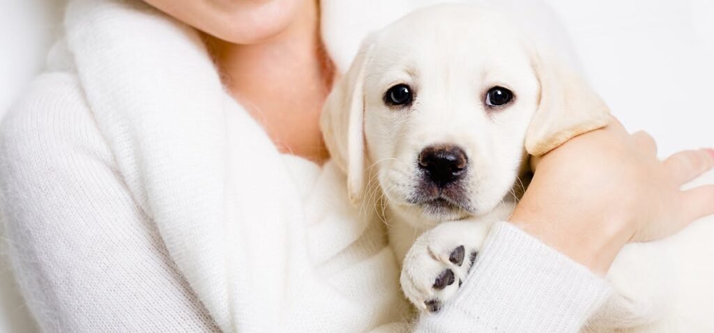 Dog’s Paws Are Cold