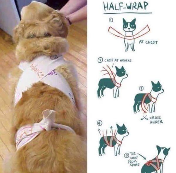 DIY Anxiety Wrap for Dogs