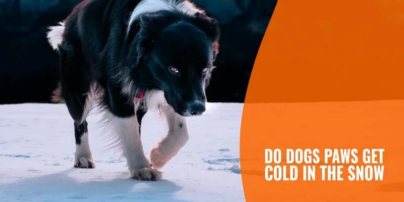 Dog’s Paws Are Cold