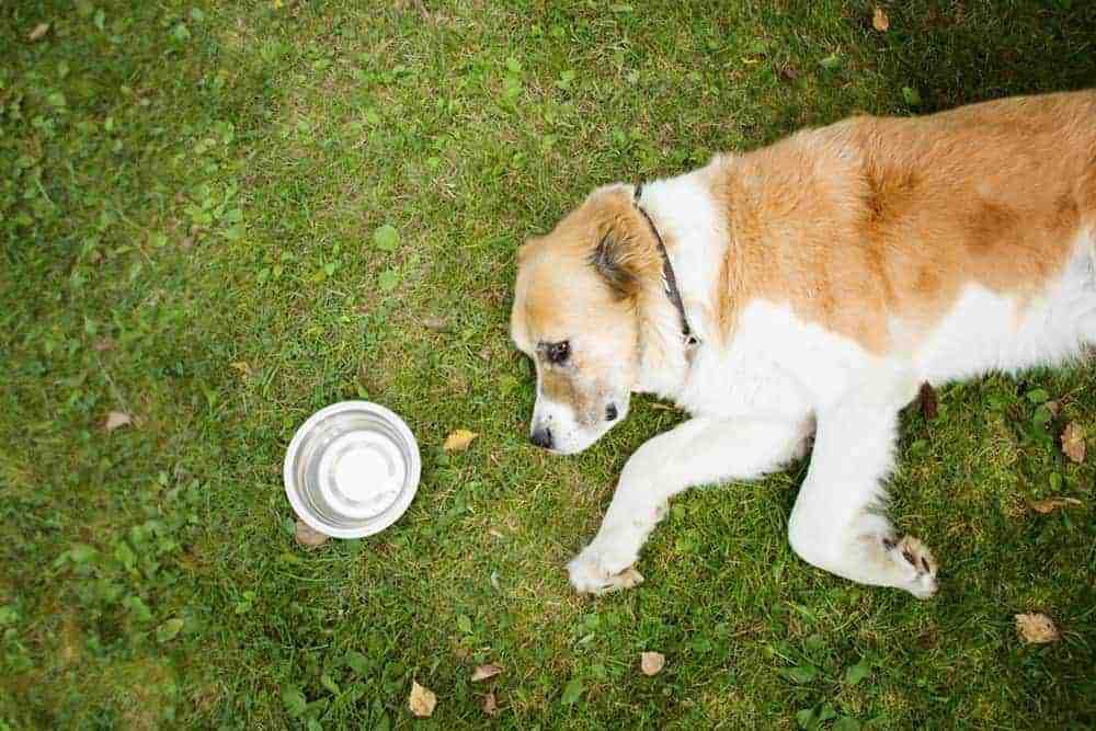 dog not drinking water