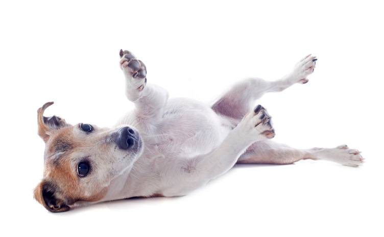 dog scratch reflex
