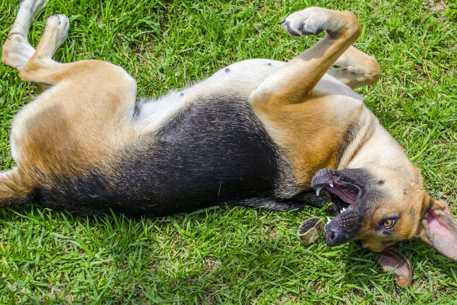 seizures-in-dogs-causes-symptoms-how-to-treat