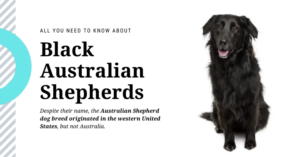 Black Australian shepherd