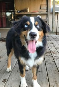 Black Australian shepherd: 12 Important Things to Know