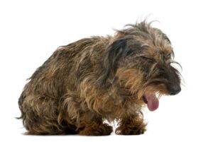 Why does my dog cough when excited? Should I Be Worried?
