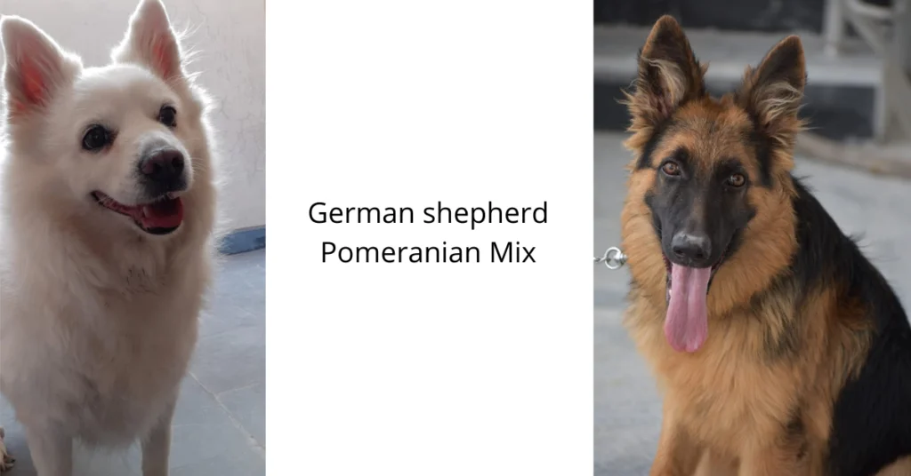 German shepherd Pomeranian Mix