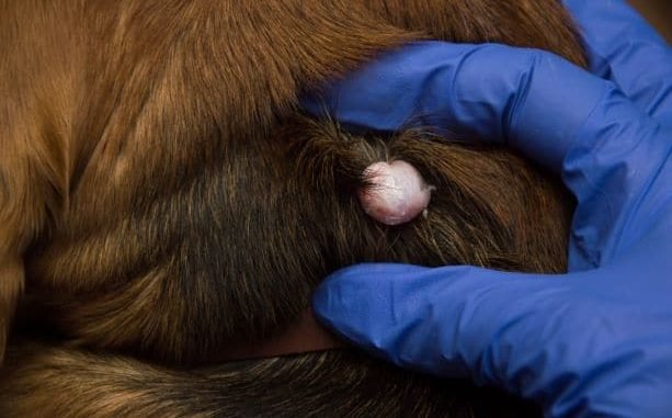 Sebaceous Cysts in Dogs