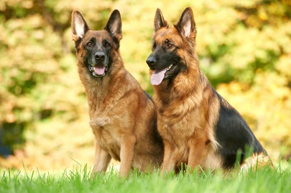 Male German Shepherd vs. Female German Shepherd