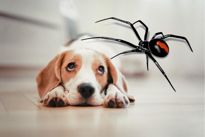 spider-bite-on-dog-signs-symptoms-and-treatment