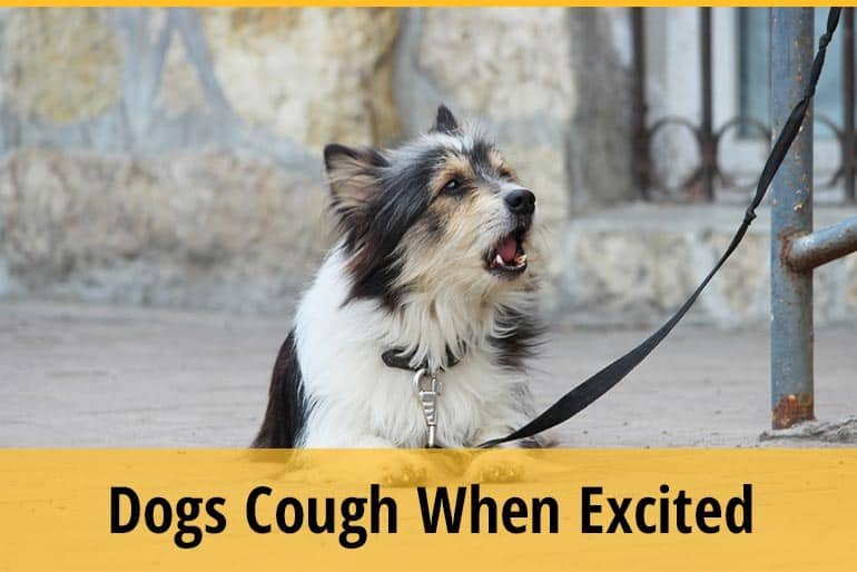 Why Does My Dog Cough When Excited