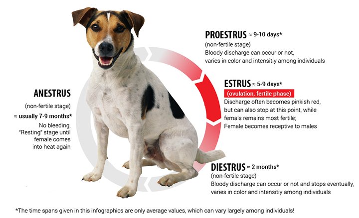 how long does a female dogs heat last