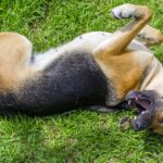 Why My Dog is Shaking? 6 Reasons Why Your Dog is Shaking & Acting Weird