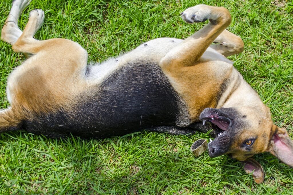 6-reasons-why-your-dog-is-shaking-acting-weird