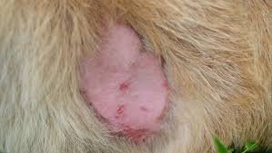 dog’s crusty scabs