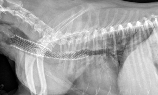 Tracheal Collapse In Dogs