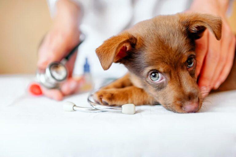 Deworming a Puppy