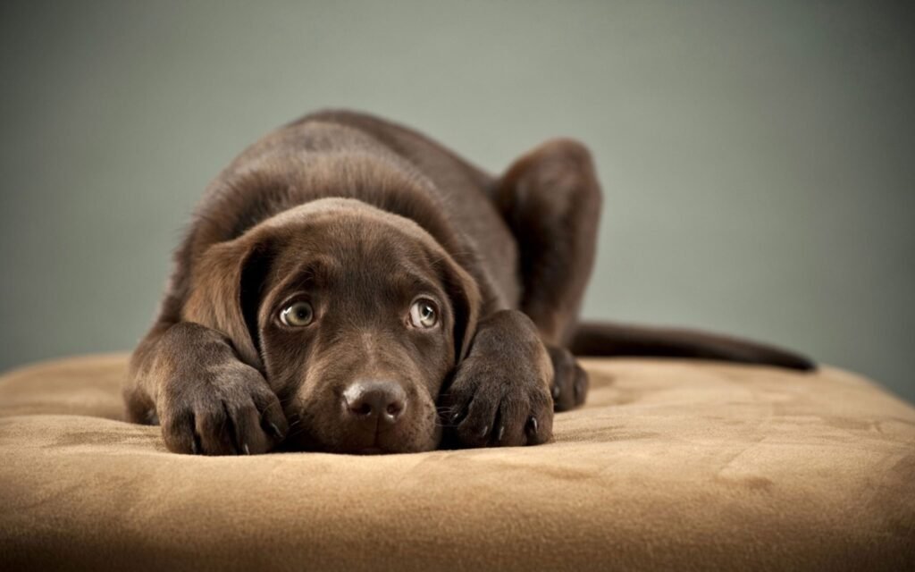 4-strong-reasons-why-dogs-keep-yelping-in-pain-randomly