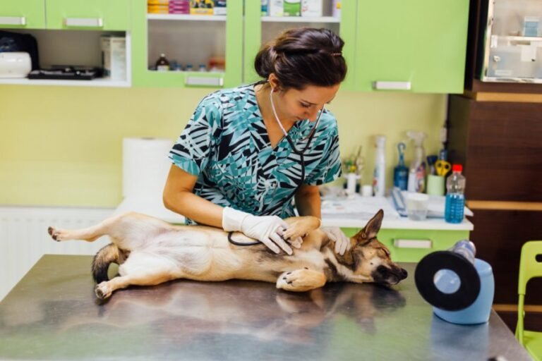 how can i treat my dogs bronchitis at home