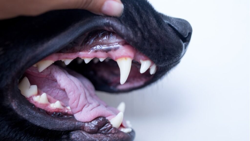 Canine Black Gum Disease in Dogs and Home Remedy