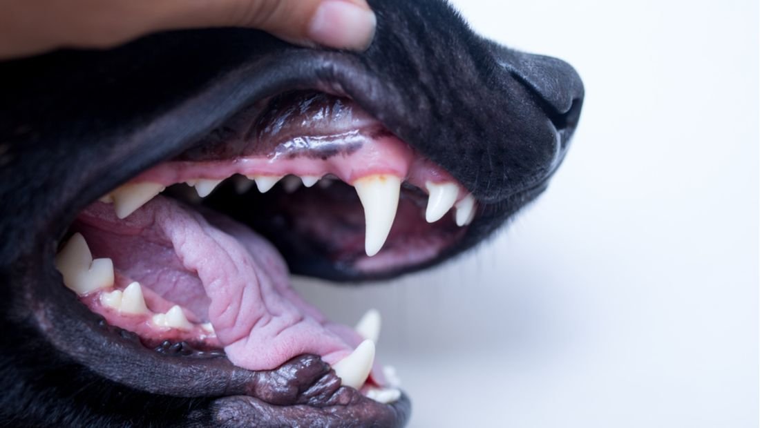 Canine Black Gum Disease In Dogs And Home Remedy