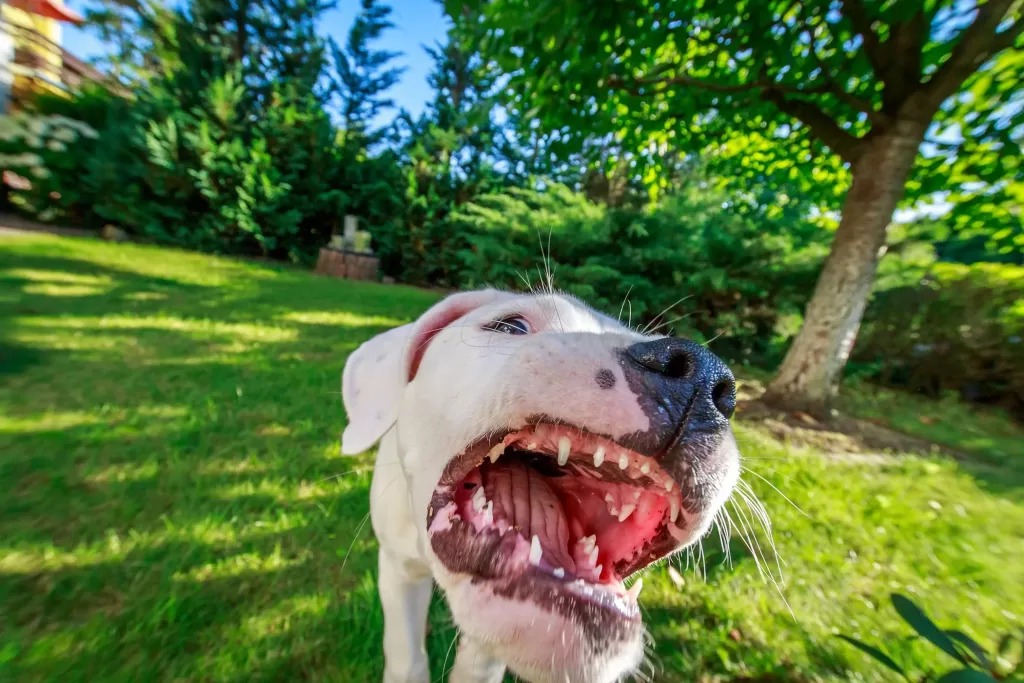 dog losing his teeth