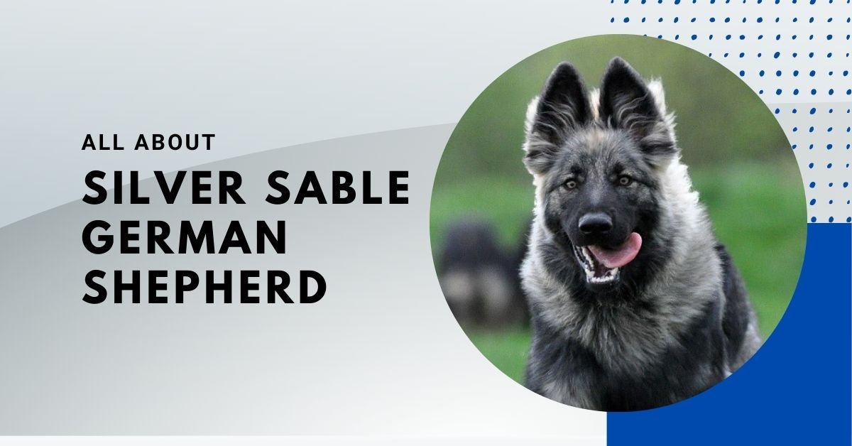 Silver Sable German shepherd