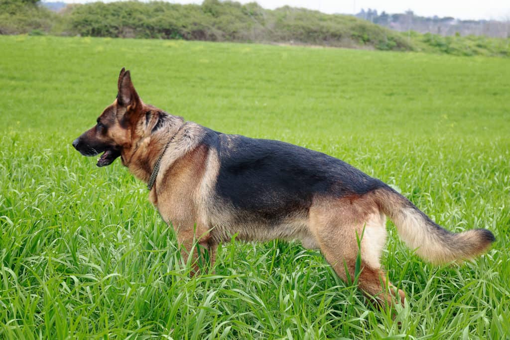 German Shepherd Tail
