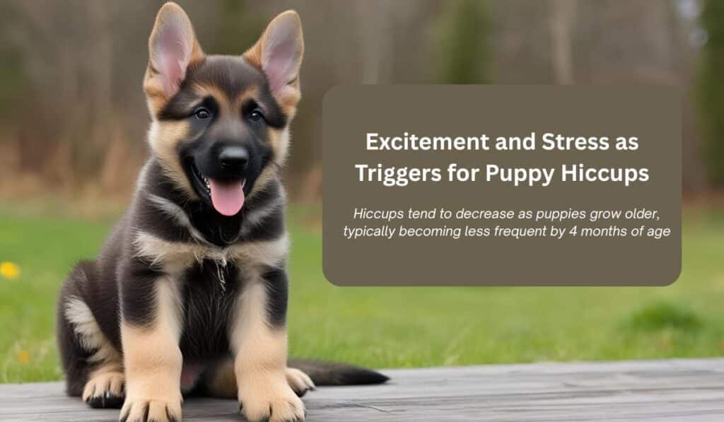 Hiccups in Puppies Explained: When to Seek Help and How to Help Your Pup