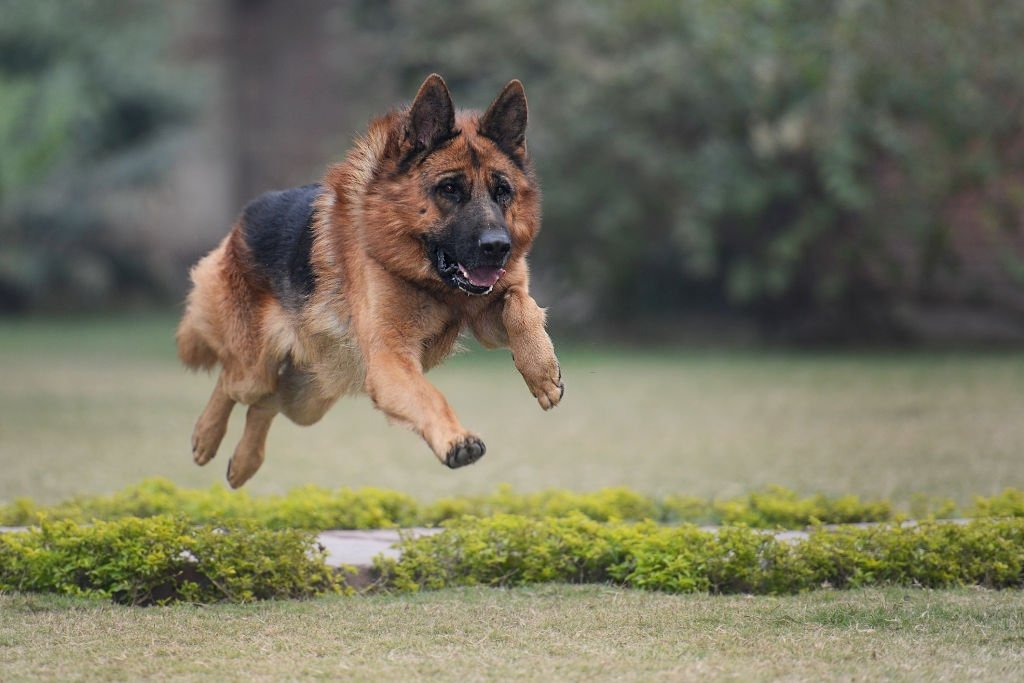 How Fast Can a German shepherd Run? German Shepherd Speed