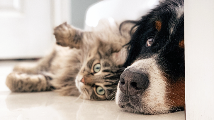 Introducing a New Dog to an Old Cat