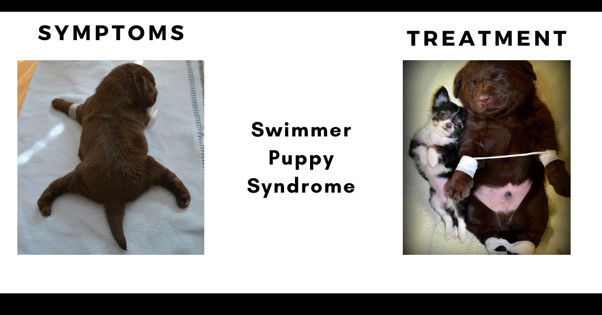 what causes swimmers puppy syndrome