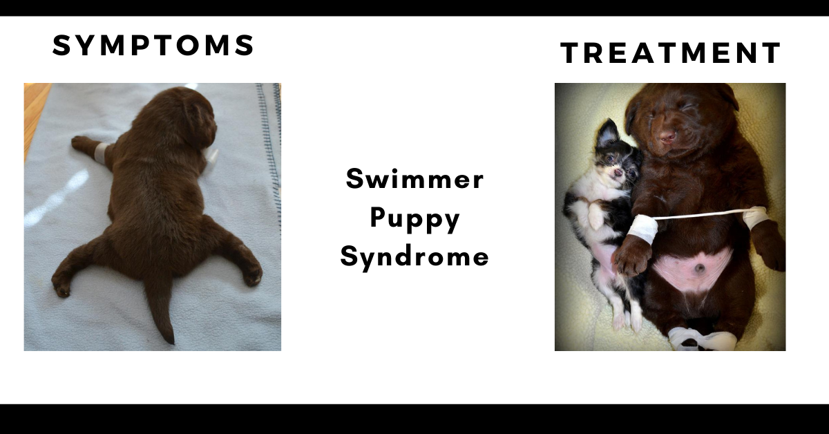 Swimmer Puppy Syndrome