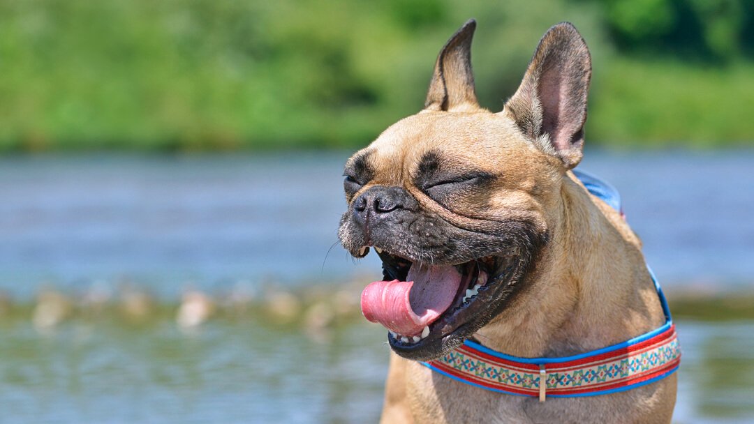 Dog Keeps Sneezing Continuously And Blowing Nose