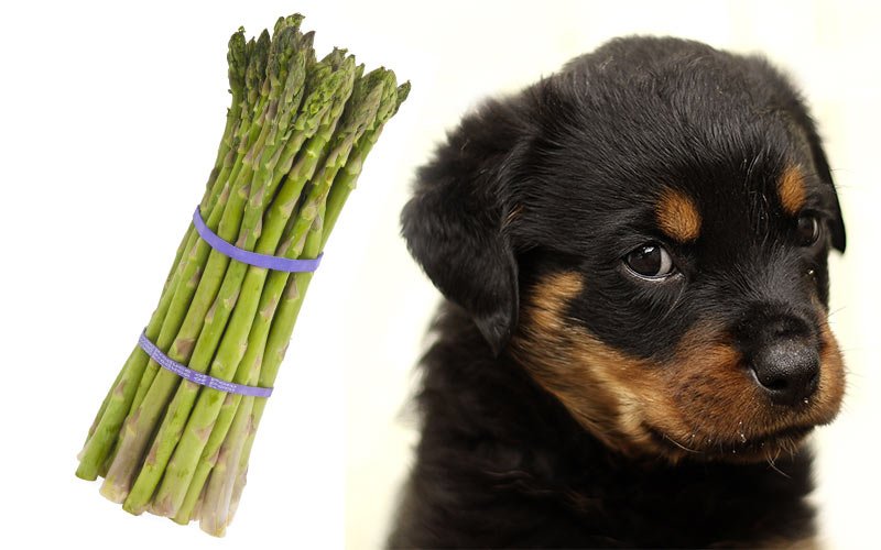 Can Dogs Eat Asparagus