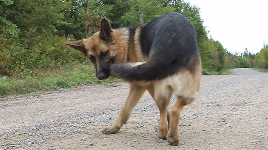 why does my german shepherd chase his tail