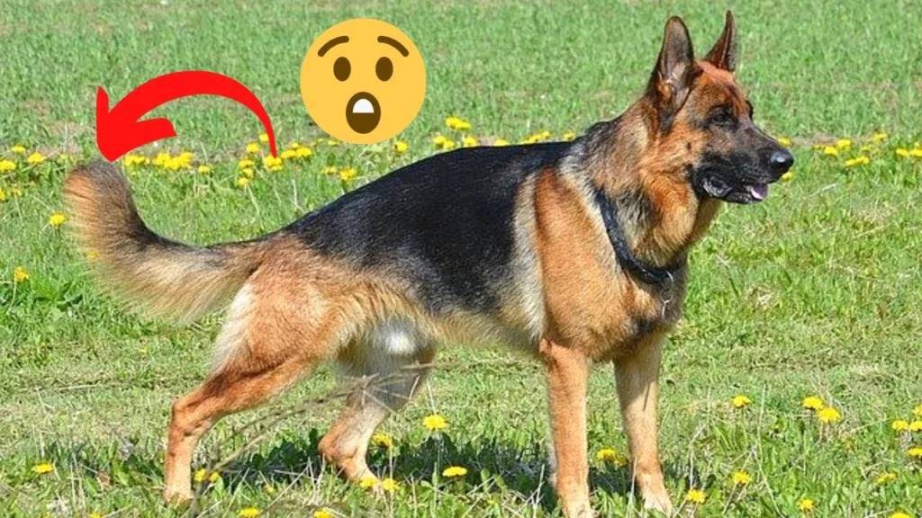 German Shepherd Tail
