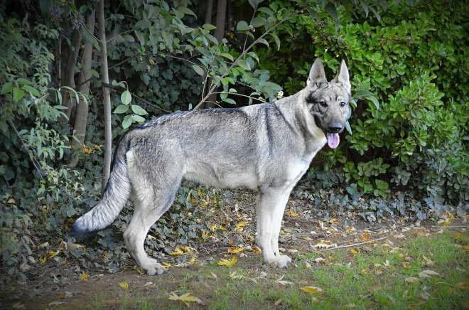 Silver Sable German Shepherd All You Need To Know About